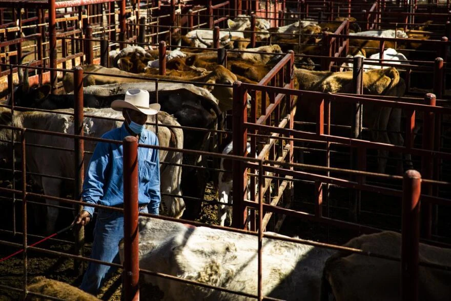 Livestock Market Installation