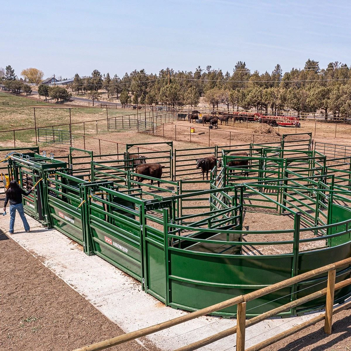 Feedlot Handling System