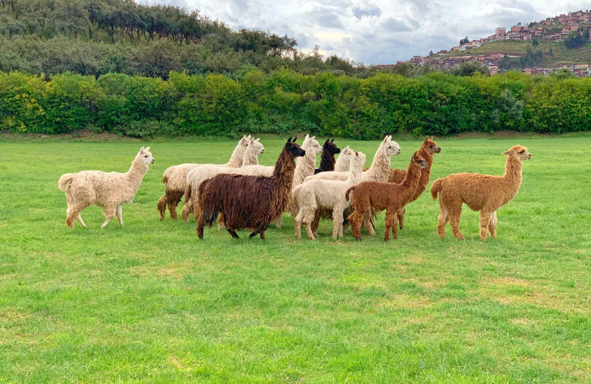 Other Livestock