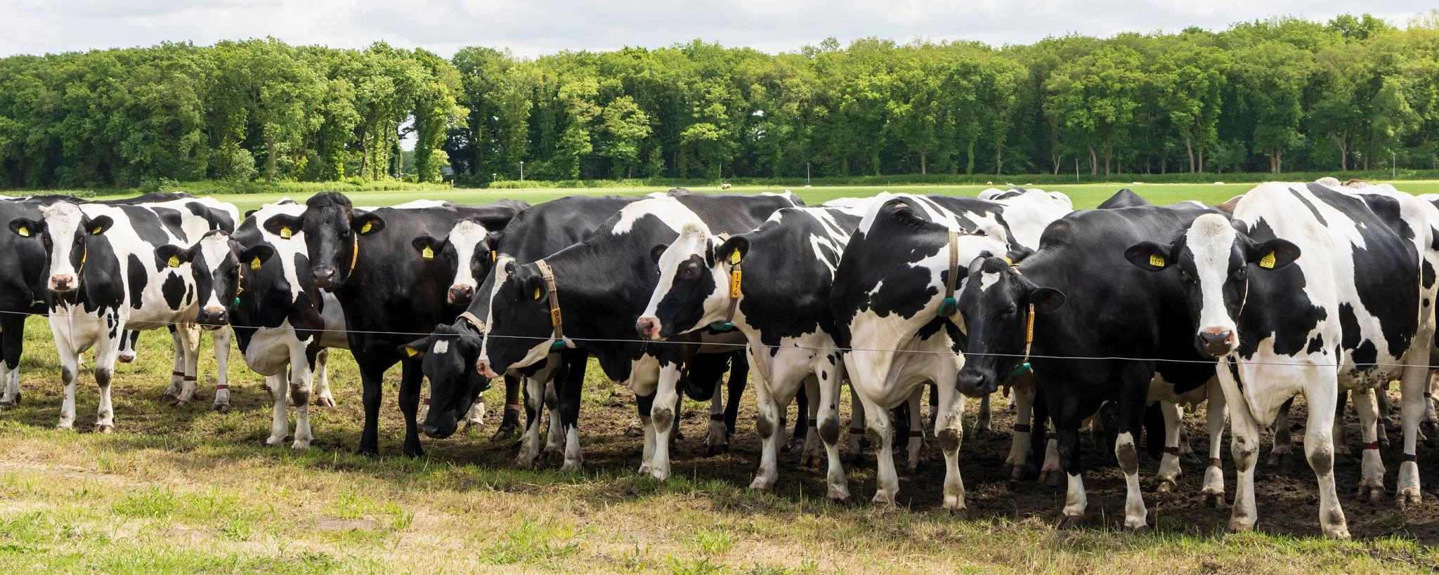 Cattle