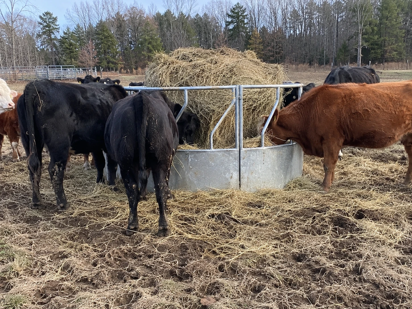 Feeding Equipment