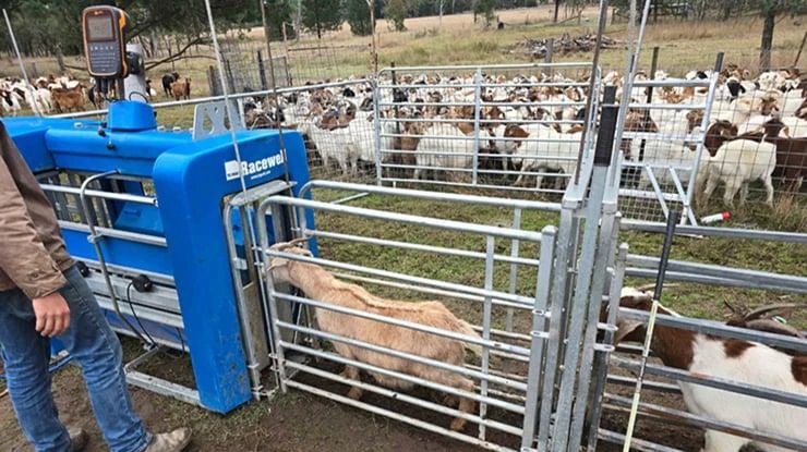 Goat Farm Project