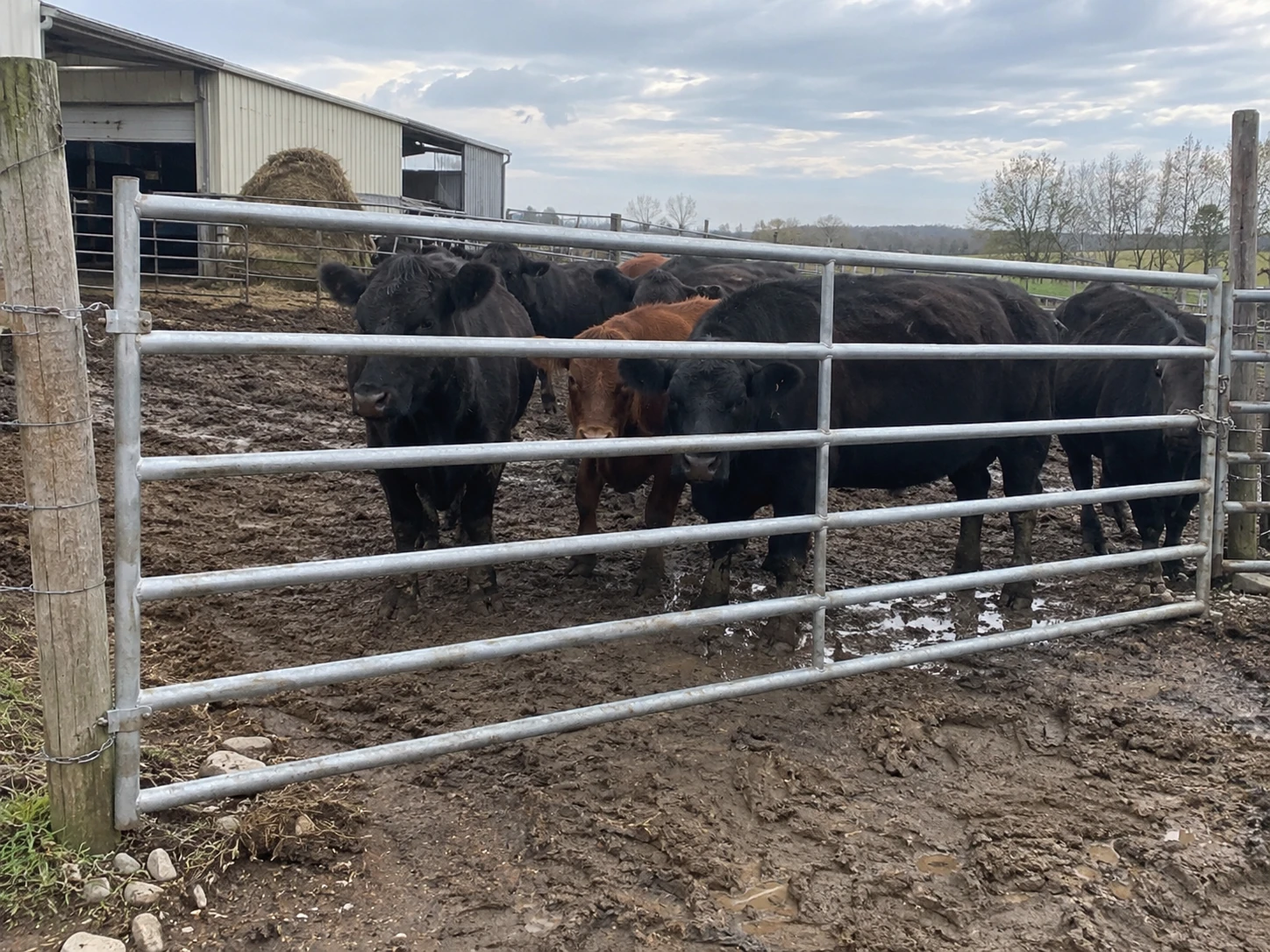 Livestock Gates