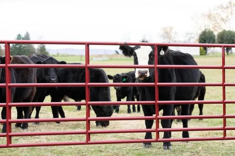 Livestock Panels