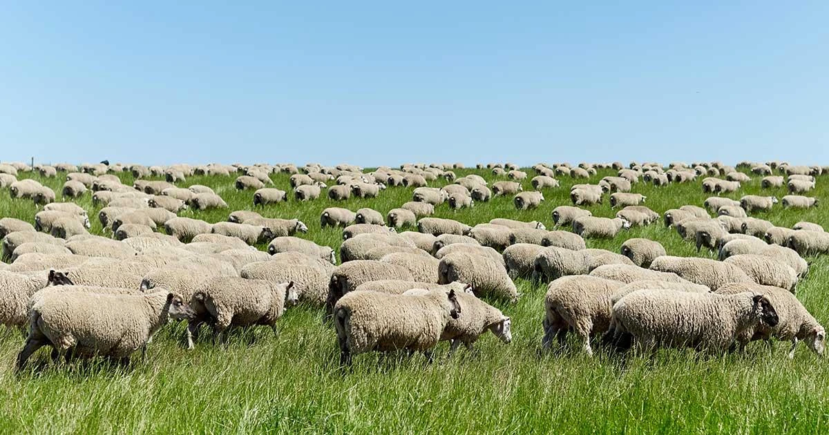 Sheep