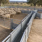 How Should a Sheep Handling Pen Be Laid Out for Sorting and Routine Care?