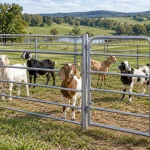 Goat Pen Gates and Panels: What Should Buyers Check Before Ordering?