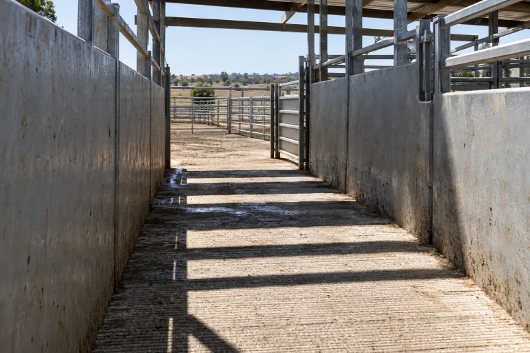 AI illustration of sunlight and dark shadow bands crossing an empty cattle passage